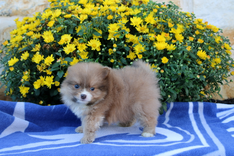puppy, for, sale, Pomeranian, Matthew B. Stoltzfus, dog, breeder, Gap, PA, dog-breeder, puppy-for-sale, forsale, nearby, find, puppyfind, locator, puppylocator, aca